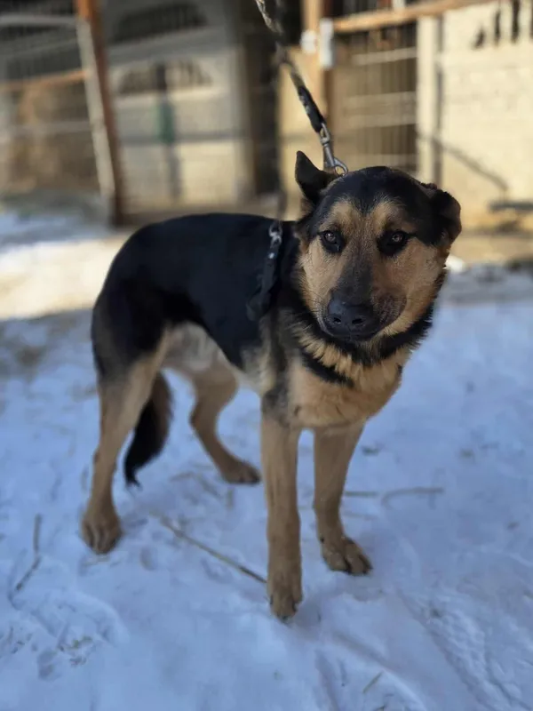 Pies do adopcji, Zgierz, 20 lutego 2026 (1/5)