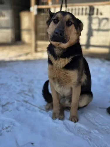 Pies do adopcji, Zgierz, 20 lutego 2026 (3/5)