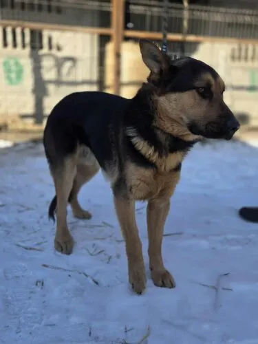 Pies do adopcji, Zgierz, 20 lutego 2026 (4/5)