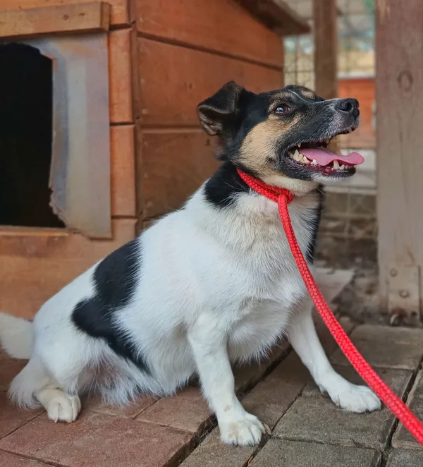 Oddam psa, Elbląg, Modrzewina, 20 lutego 2026 (1/2)