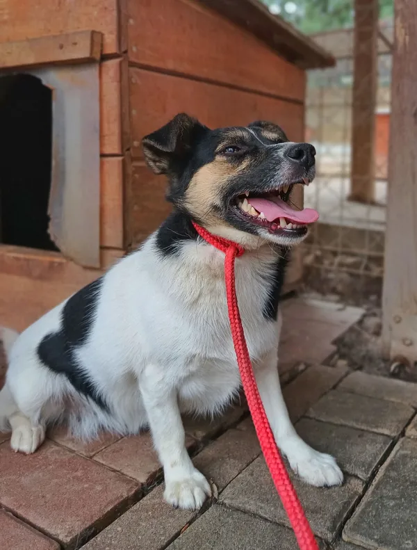 Oddam psa, Elbląg, Modrzewina, 20 lutego 2026 (2/2)