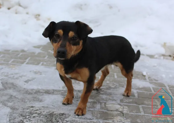 Pies do adopcji, Grudziądz, 24 stycznia 2026