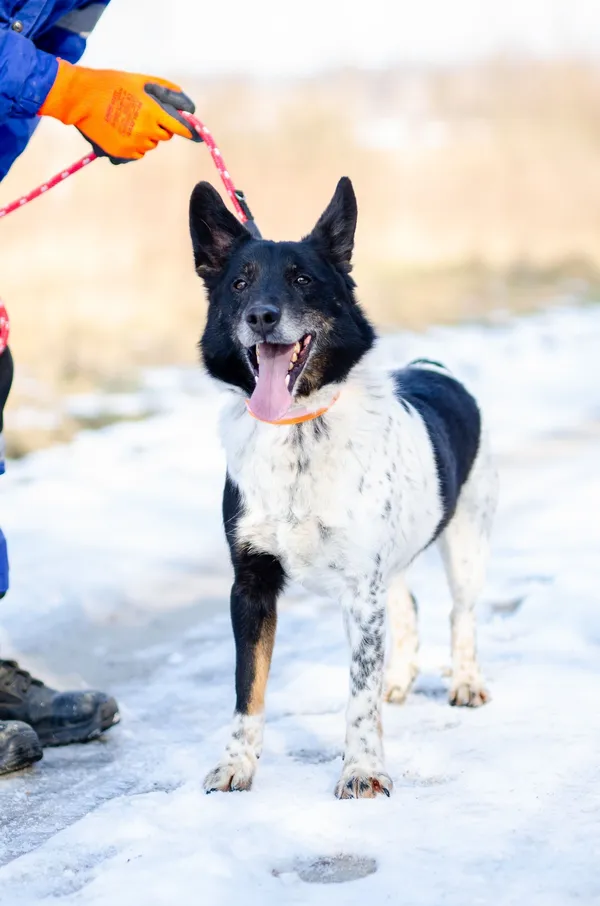 Oddam psa, Gdańsk, Maćkowy, 20 lutego 2026 (1/4)