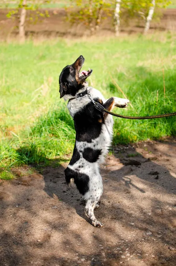 Oddam psa, Gdańsk, Maćkowy, 20 lutego 2026 (2/4)