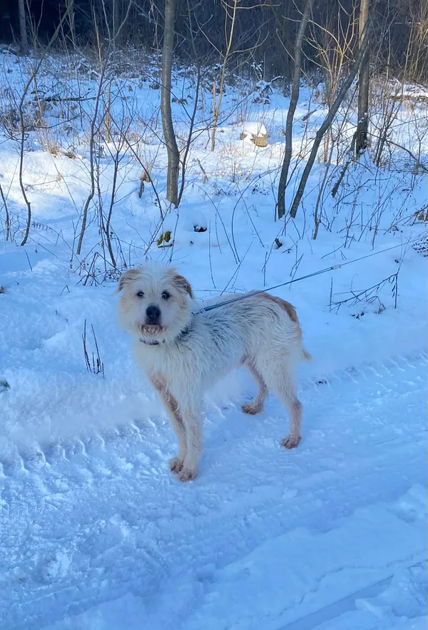 Pies do adopcji, Platerówka, 20 lutego 2026 (2/3)
