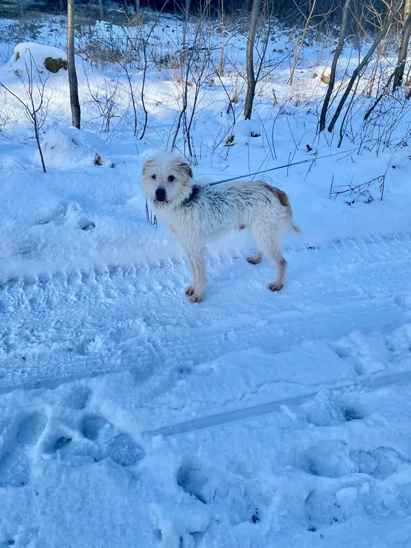 Pies do adopcji, Platerówka, 20 lutego 2026 (3/3)