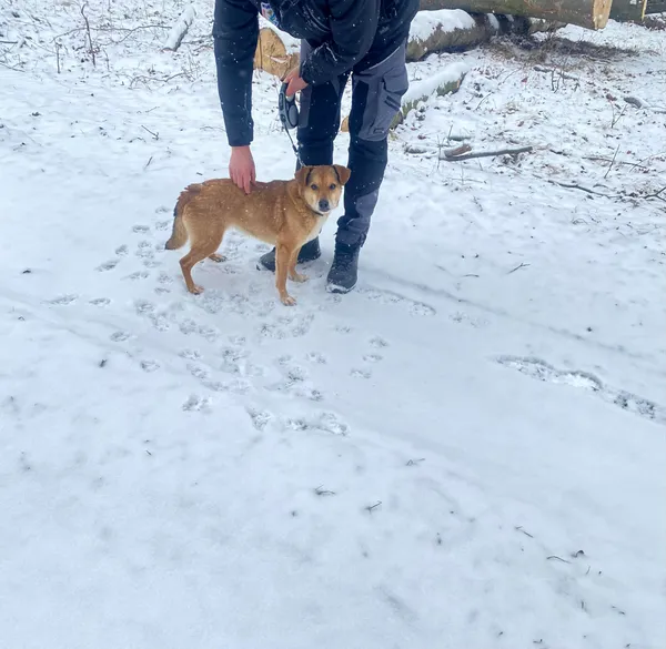 Pies do adopcji, Platerówka, 20 lutego 2026 (1/5)