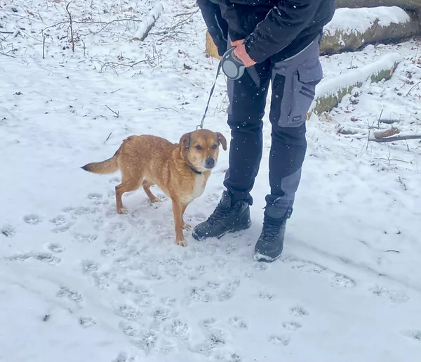 Pies do adopcji, Platerówka, 20 lutego 2026 (2/5)