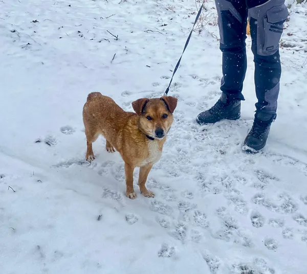 Pies do adopcji, Platerówka, 20 lutego 2026 (3/5)