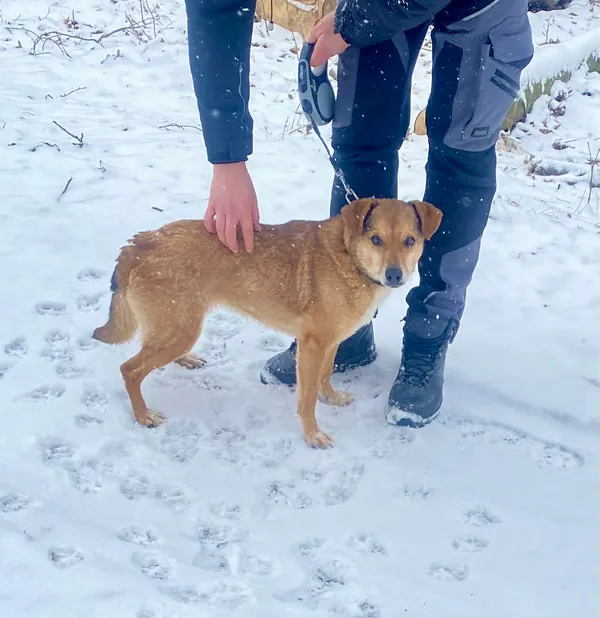 Pies do adopcji, Platerówka, 20 lutego 2026 (4/5)