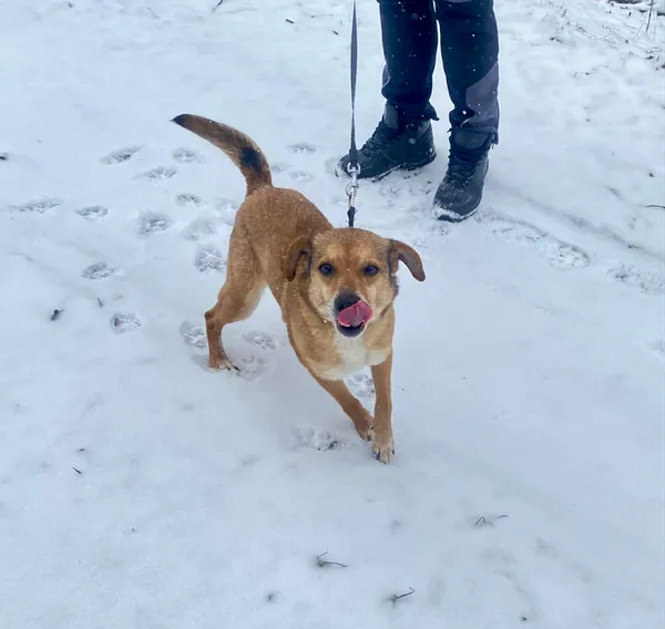 Pies do adopcji, Platerówka, 20 lutego 2026 (5/5)