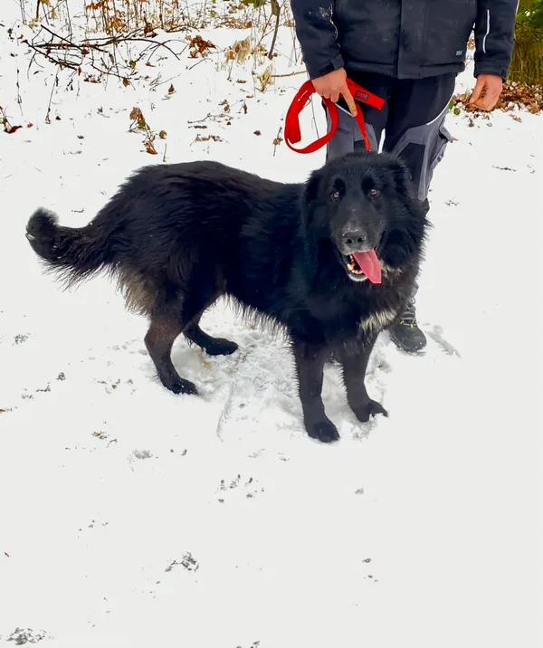 Pies do adopcji, Platerówka, 20 lutego 2026 (1/4)