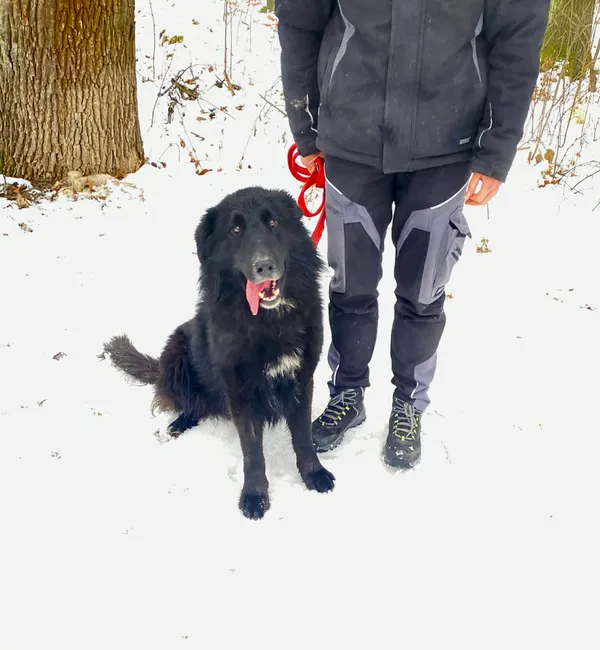 Pies do adopcji, Platerówka, 20 lutego 2026 (2/4)