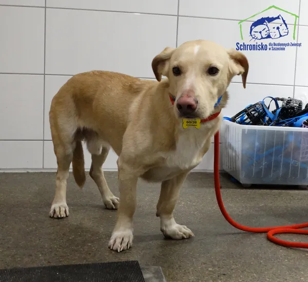 Znaleziono psa, Szczecin, 19 lutego 2026 (1/2)