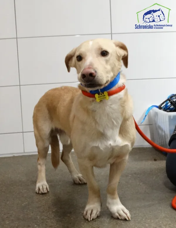 Znaleziono psa, Szczecin, 19 lutego 2026 (2/2)