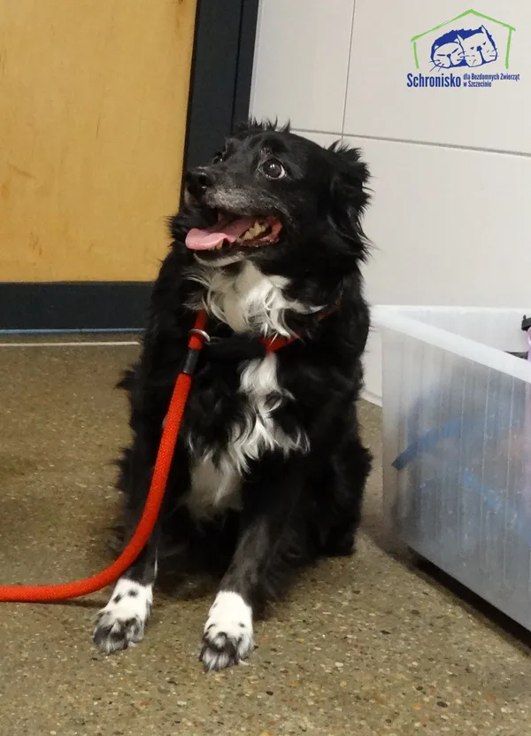 Znaleziono psa, Szczecin, 19 lutego 2026 (1/2)