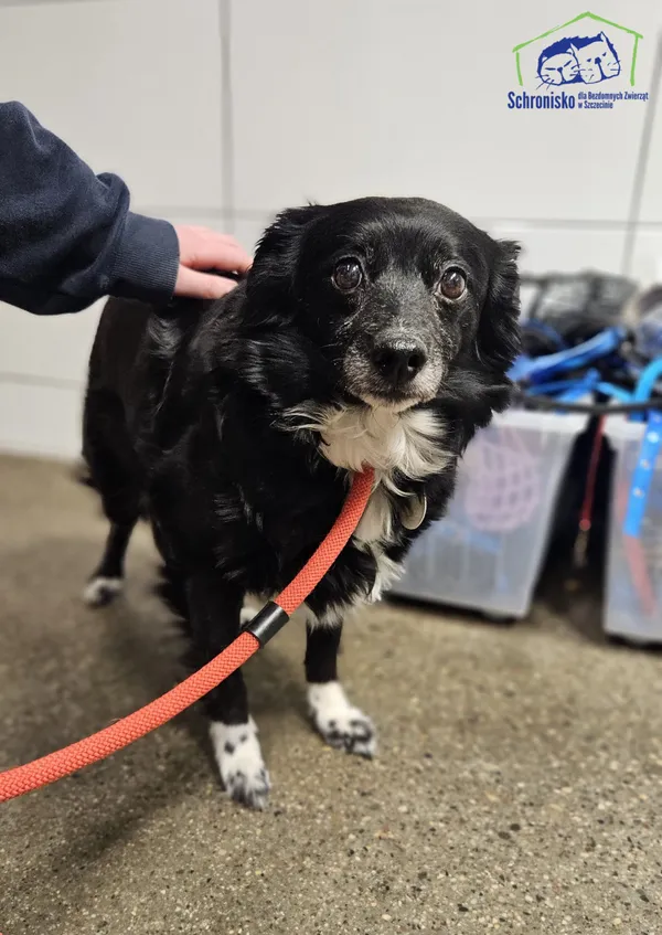 Znaleziono psa, Szczecin, 19 lutego 2026 (2/2)
