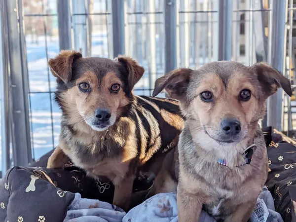 Pies do adopcji, Korabiewice, 20 lutego 2026 (2/2)