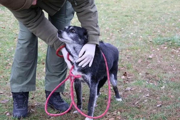 Pies do adopcji, Bełchatów, 23 września 2020 (2/5)