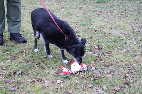 Pies do adopcji, Bełchatów, 23 września 2020 (3/5)