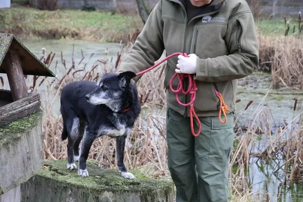 Pies do adopcji, Bełchatów, 23 września 2020 (4/5)