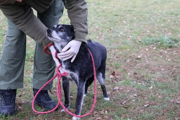 Pies do adopcji, Bełchatów, 23 września 2020 (5/5)