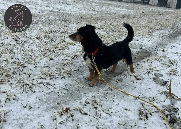 Pies do adopcji, Wolsztyn, 19 lutego 2026