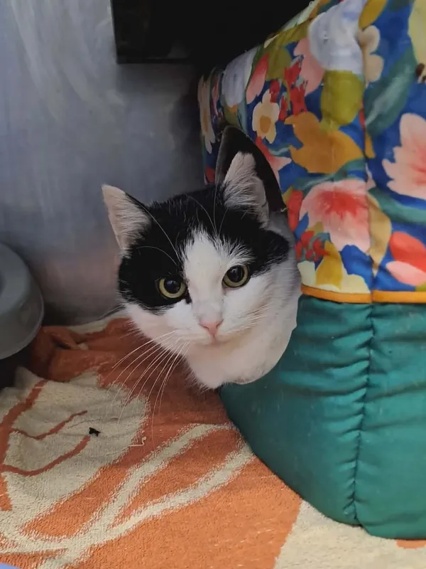 Kot do adopcji, Olsztyn, 24 stycznia 2026 (1/2)