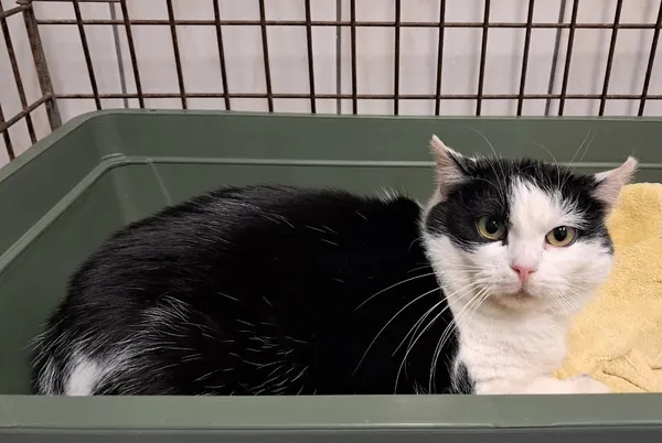 Kot do adopcji, Olsztyn, 24 stycznia 2026 (2/2)