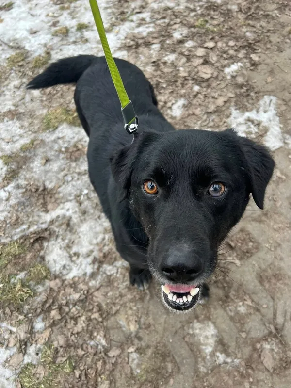 Pies do adopcji, Tychy, 12 stycznia 2026