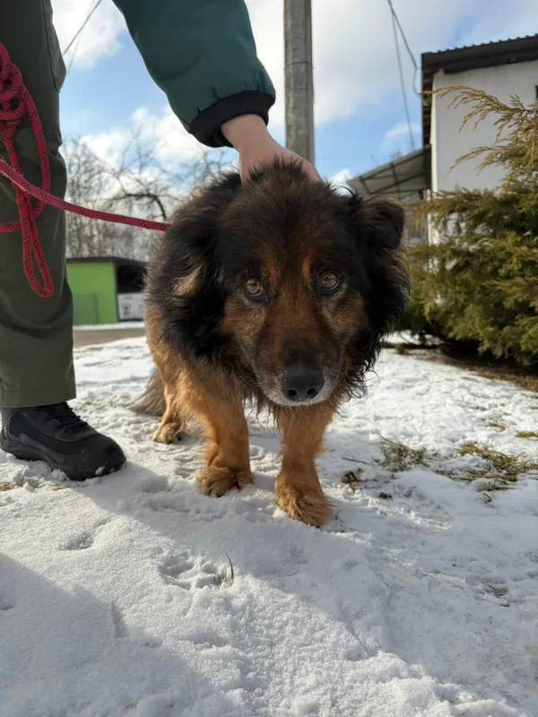 Pies do adopcji, Bełchatów, 29 grudnia 2025 (1/5)