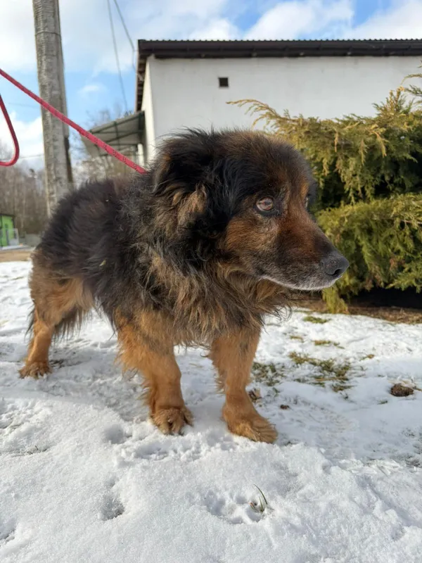 Pies do adopcji, Bełchatów, 29 grudnia 2025 (5/5)