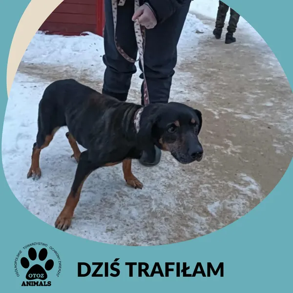 Znaleziono psa, Dąbrówka, 16 lutego 2026