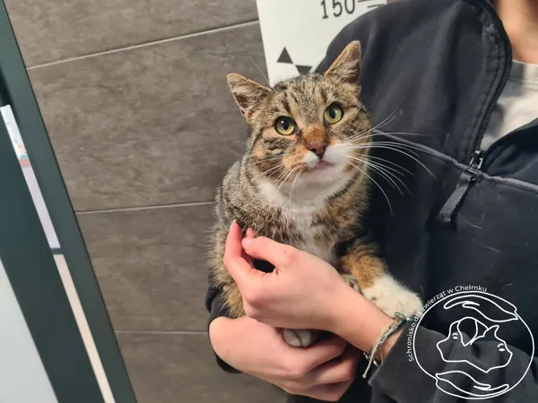 Kot do adopcji, Chełmek, 14 stycznia 2026