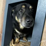 Pies do adopcji