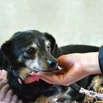 Pies do adopcji