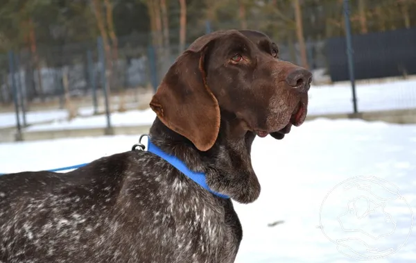 Pies do adopcji, Chełmek, 27 stycznia 2026