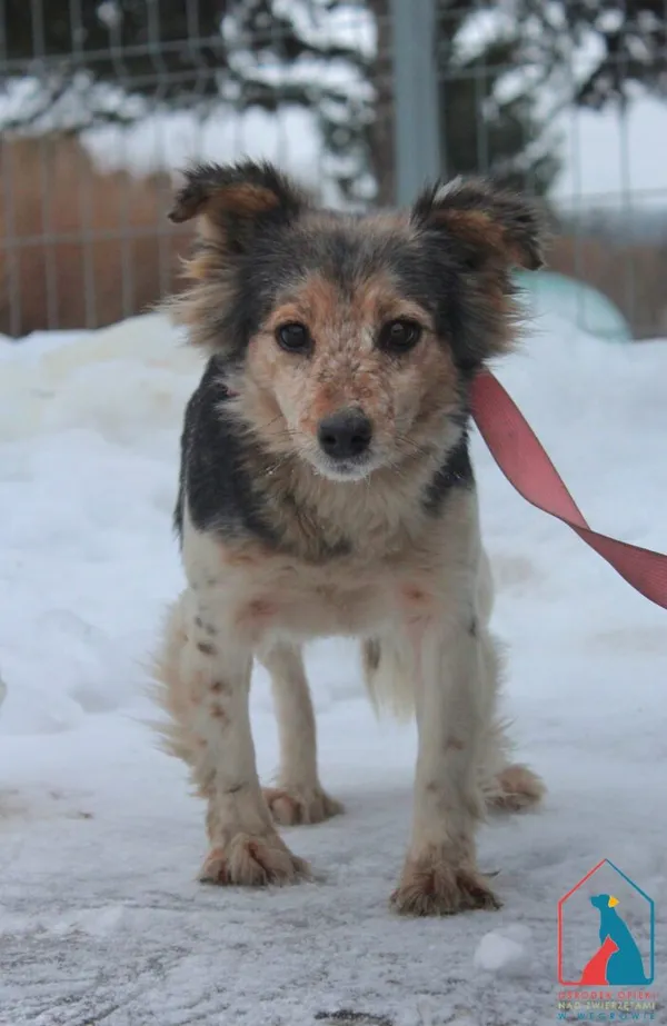 Pies do adopcji, Grudziądz, 29 stycznia 2026