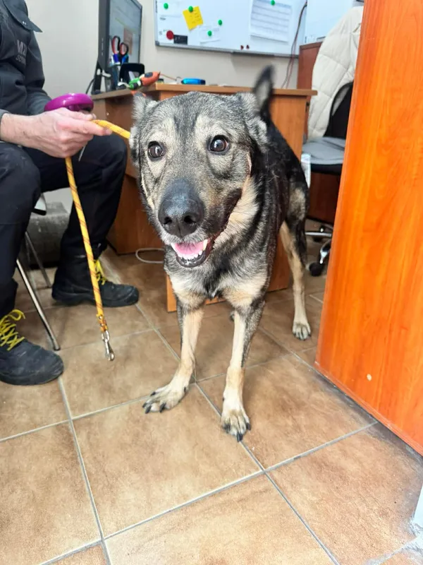 Znaleziono psa, Sosnowiec, 20 lutego 2026 (1/2)