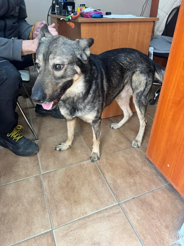 Znaleziono psa, Sosnowiec, 20 lutego 2026 (2/2)