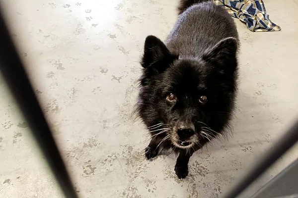 Znaleziono psa, Wałbrzych, 13 lutego 2026