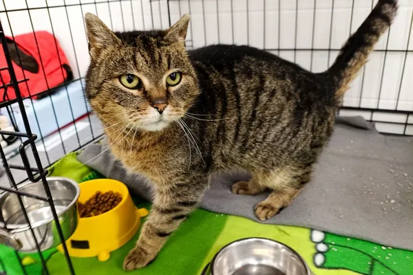 Znaleziono kota, Wałbrzych, 5 lutego 2026