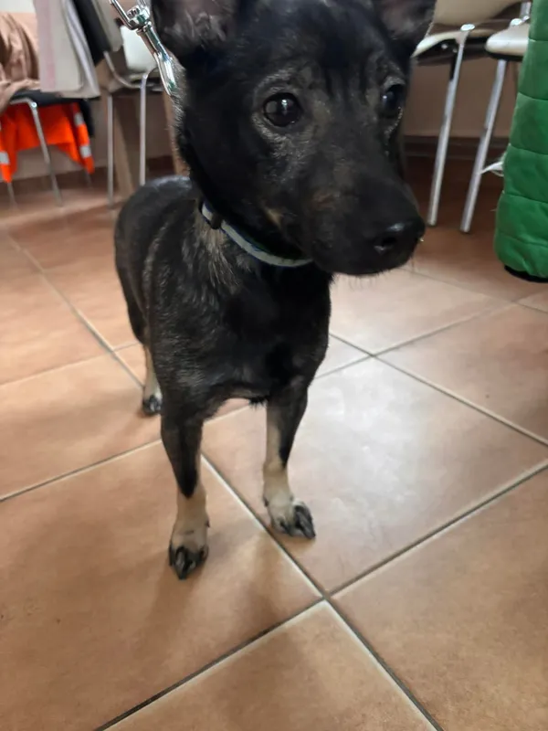 Znaleziono psa, Sosnowiec, 19 lutego 2026