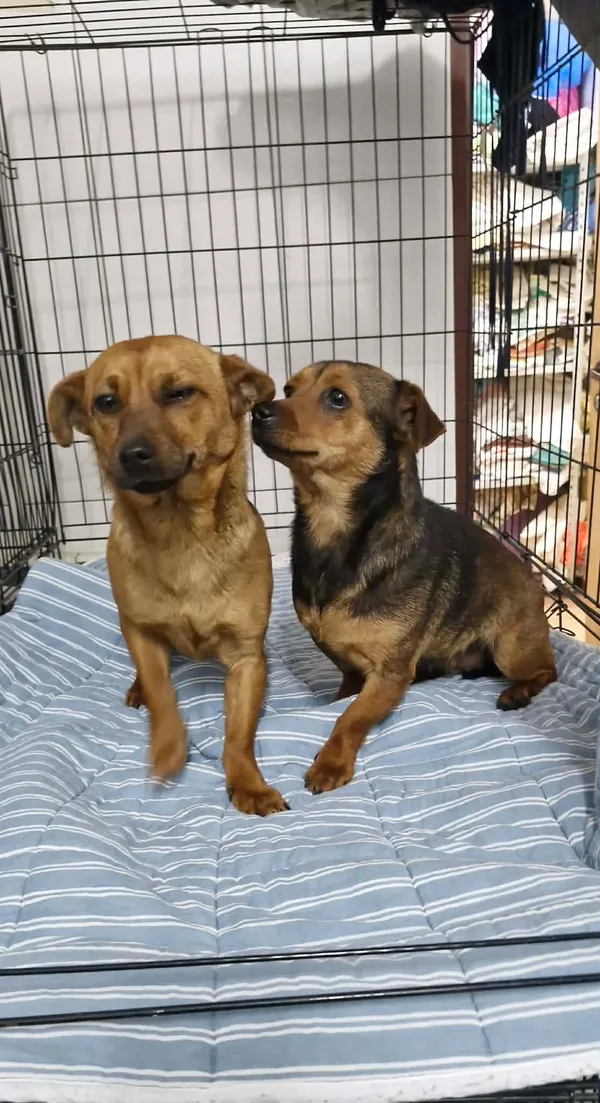 Znaleziono psa, Sosnowiec, 18 lutego 2026 (1/2)