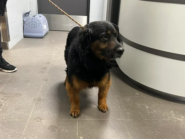 Znaleziono psa, Bydgoszcz, 17 lutego 2026