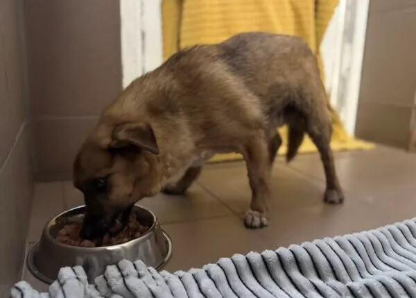 Znaleziono psa, Bydgoszcz, 14 lutego 2026