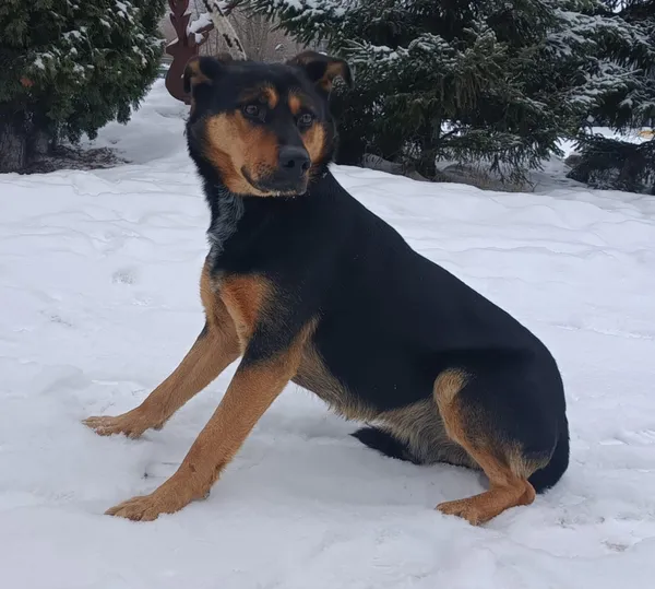 Znaleziono psa, Pieckowo, 18 lutego 2026 (1/2)