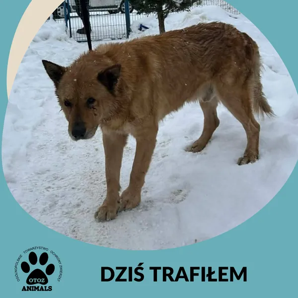 Znaleziono psa, Dąbrówka, 18 lutego 2026