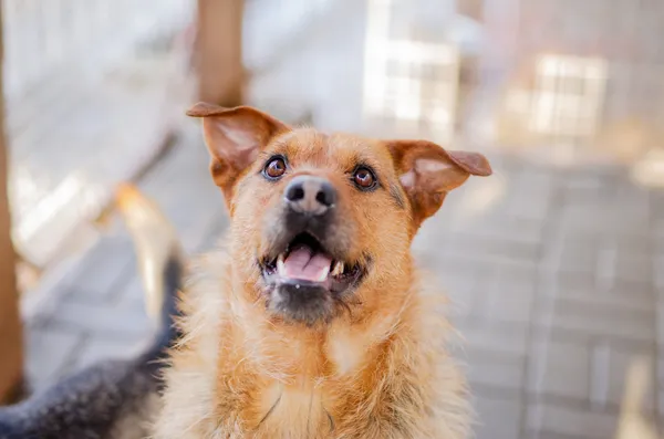 Oddam psa, Elbląg, Wyspa Spichrzów, 21 lutego 2026 (1/4)