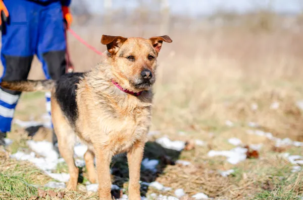 Oddam psa, Elbląg, Wyspa Spichrzów, 21 lutego 2026 (3/4)